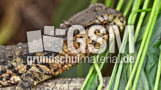 Chinesische Krokodilschwanzechse_2.jpg